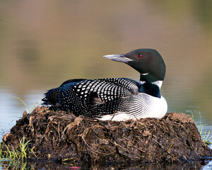 Wall Mural - Common Loon Photo Stock. Loon in Wetland. Nesting with marsh grasses, mud and water in its environment and habitat displaying red eye, black and white feather plumage, with a blur background. 