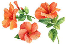 Watercolor Set Of Flowers, Hibiscus And Leaves Illustration, Hand Drawn Floral Elements Isolated On White Background.