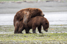 Alaskan Brown Bears Mating