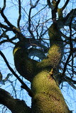 Fototapeta Na sufit - Twisted tree