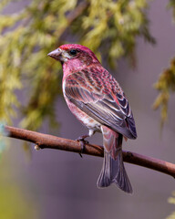 Wall Mural - Purple Finch Photo and Image. Close-up profile view, perched on a branch displaying red colour plumage with a coniferous branch background in its environment and habitat surrounding. Finch Picture.