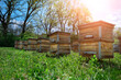 Apiary. Old wooden hives stand on the edge of the spring forest. Ecologically clean beekeeping. Wooden beehive and bees.