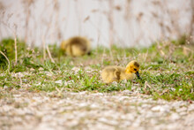 Two Canada Goose Goslings Eating Along The Waters Edge Within The Horicon National Wildlife Refuge, Waupun, Wisconsin In Late April