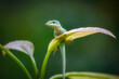 © Betty Rong - Lizard