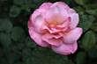 Kwiat róży ogrodowej