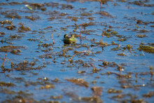 Young Green Frogs Or Bullfrogs Sit In A Marsh In Canada