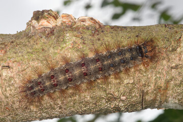 Sticker - Chenille poilue du bombyx disparate (Lymantria dispar)