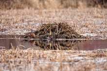 Muskrat Stretching Outside Its Lodge Within The Horicon National Wildlife Refuge, Waupun, Wisconsin