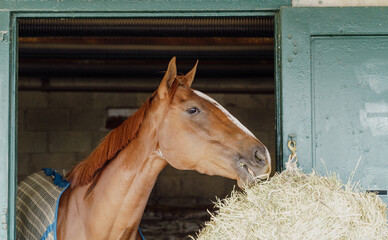 Sticker - Horse in a stable