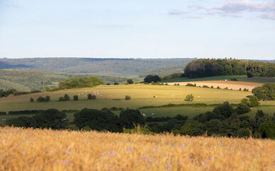 Canvas Print - landscape with corn field and flowers in belgian ardennes near han sur lesse and rochefort