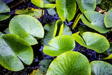 wet tropical green leafs after rain