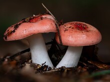 Closeup Of Two Russula Mushrooms