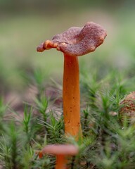 Closeup of a yellowfoot mushroom in moss