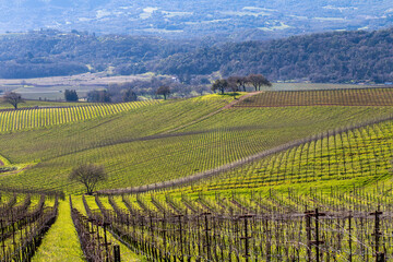  Vineyard Panoramic. Springtime green landscape with yellow mustard is growing in a very large vineyard. Trees are in the middle ground and distance. Mountains and blue sky is in the background.