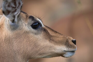 Sticker - Beautiful shot of the head of impala in Pilansberg Nature Reserve