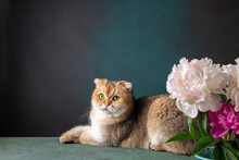 Still Life With Cat And Bouquet Of Peonies Flowers. British Shorthair Cat Golden Chinchilla Color With Green Eyes On Dark Background. PFunny Ginger Cat