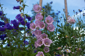 Sticker - bell purple and pink on the background of a beautiful well-kept garden