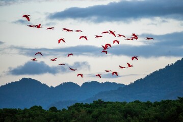 Poster - Flock of scarlet ibises flying above the green forest against the background of mountains and sky.