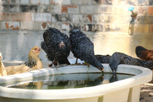 Poultry Farm Hydration Concept Shows Chicken Hens At Water Tub.