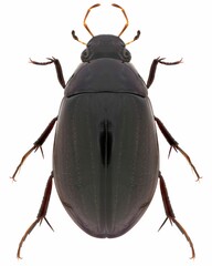 Poster - Hydrochara caraboides beetle specimen