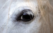  Eye Of A White Beautiful Arabian Horse. Detail, Up Close. Full Frame
