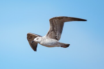 Canvas Print - Closeup of the Vega gull flying in the blue sky. Larus vegae.