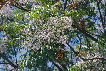 Canvas Print - flowering cluster and leaves of chinaberry tree