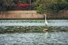 Natural View Of A Great Egret Standing And Looking For Food At The River