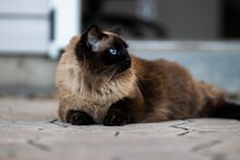Beautiful Himalayan Cat With Blue Eyes Lying On The Floor