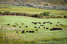 Black Cows Grazing In The Country Pasture