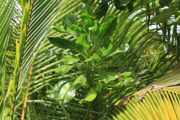 Wall Mural - background of green exotic tropical plants