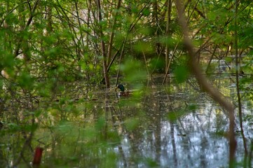 Wall Mural - male wild duck swimming in small body of water in forest with green leaves and branches dirty water