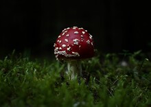 Closeup Of Fly Agaric (Amanita Muscaria) In Green Grass