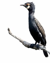 Closeup Of A Great Cormorant (Phalacrocorax Carbo) On A Branch