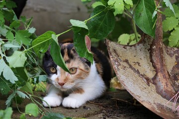 Wall Mural - Small cat in a rural garden