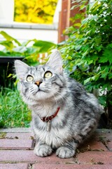 Wall Mural - Small cat in a summer yard