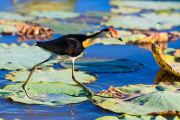 Poster - Closeup shot of a Comb-crested jacana walking on leaves