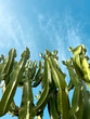 Kaktus Natur blauer Himmel