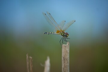 Poster - A grasshopper sits on a jute stick with a blue background