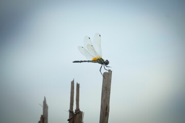 Sticker - A grasshopper sits on a jute stick with a white background