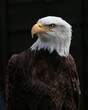 Vertical closeup of a Bald eagle looking aside on a dark background