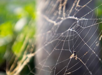 Poster - A spider web in the jungle