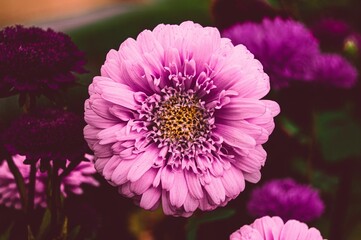 Poster - Beautiful shot of a purple aster