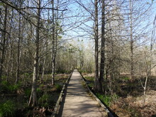 Visitors Enjoy Hiking The Cypress Marsh Boardwalk Trail Located In The Great Dismal Swamp National Wildlife Refuge, Suffolk, Virginia.
