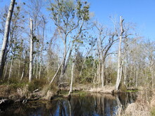 The Natural Beauty Of The Great Dismal Swamp National Wildlife Refuge, In Suffolk, Virginia.