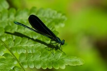 Macro Shot Of An Ebony Jewelwing On Green Leaf With Blurred Green Background