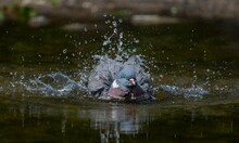 Pigeon Having A Bath In A Puddle