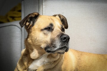 Closeup shot of a black mouth cur dog looking to the right side