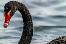 Closeup Shot Of A Black Swans Head With Its Feathers Wet From The Water