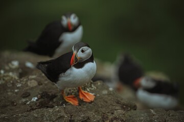 Sticker - Flock of puffins sitting on the slope of green cliff by the sea, on blurry background.Faroe Islands